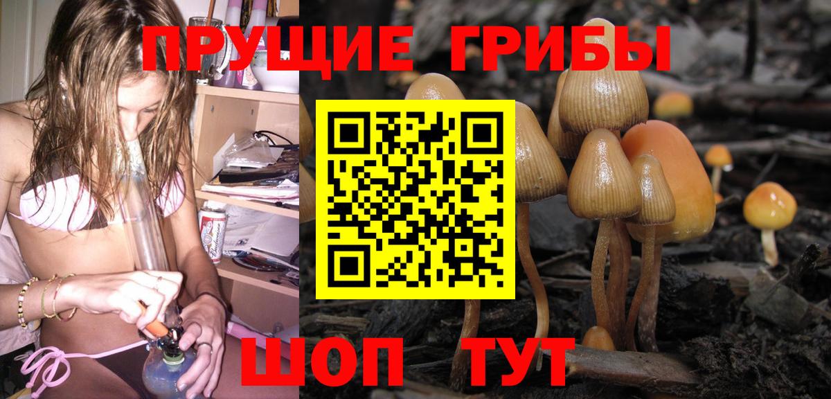 Псилоцибиновые грибы Psilocybine cubensis Омск